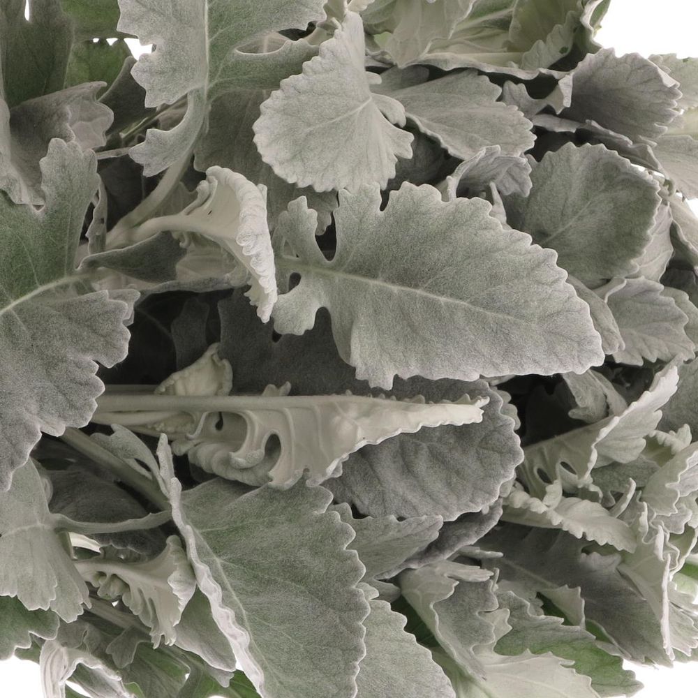 Senecio New Hope 40cm