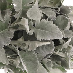 Senecio New Hope 40cm