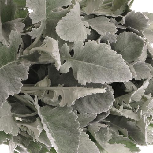 Senecio New Hope 40cm