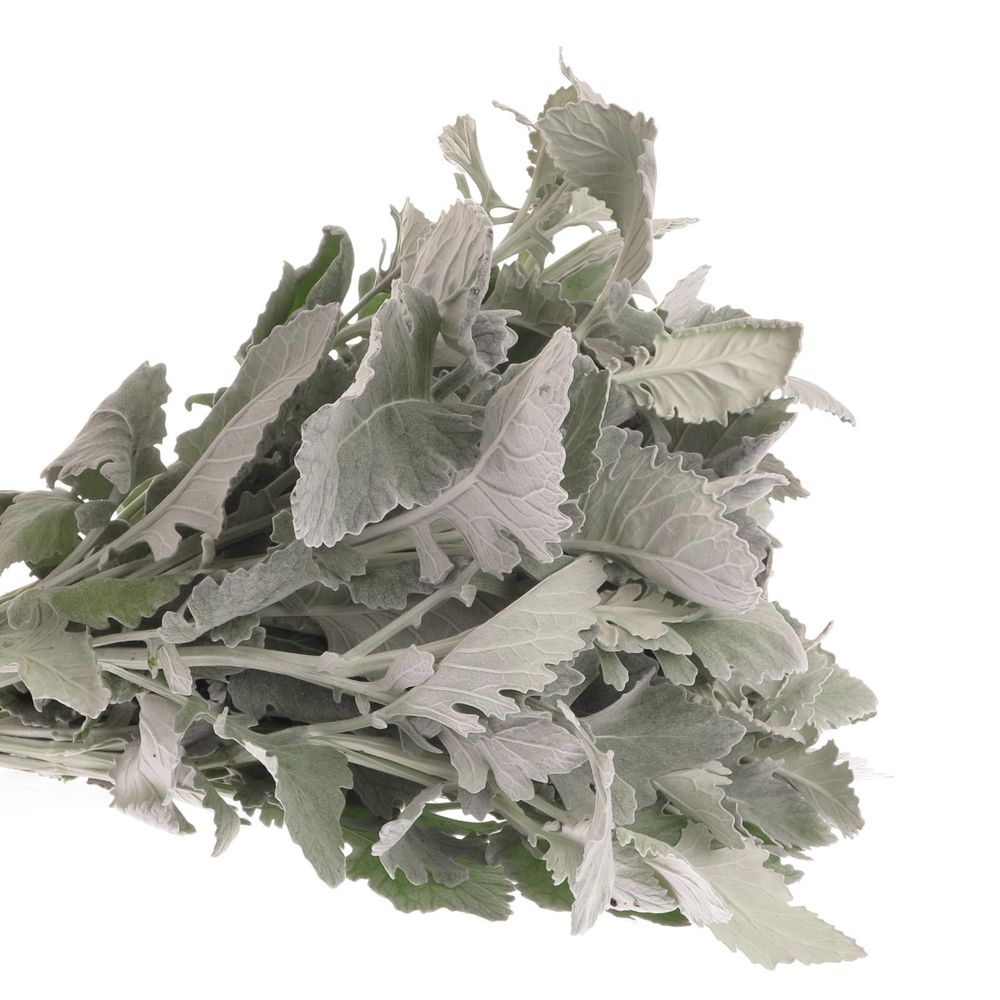 Senecio New Hope 40cm