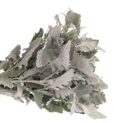 Senecio New Hope 40cm