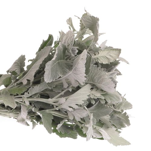 Senecio New Hope 40cm
