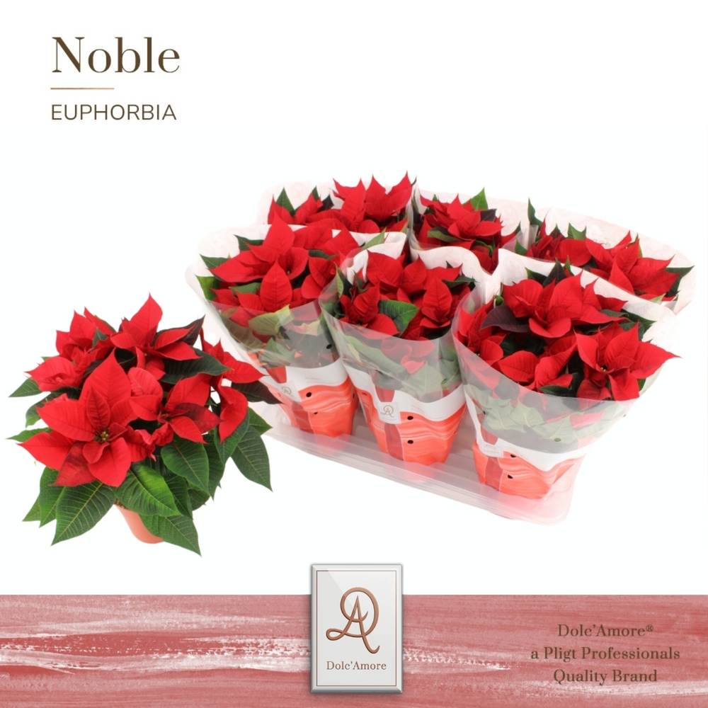 Poinsettia 4+ T14 H033