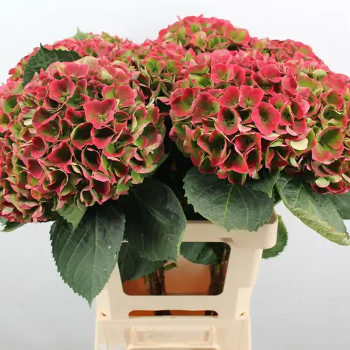 Hortensie rot/grün Opal classic Bol 20cm 60cm