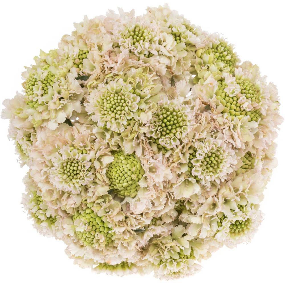 Scabiosa hell rosa Vanilla Bon Scoop 70cm