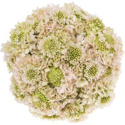 Scabiosa hell rosa Vanilla Bon Scoop 70cm