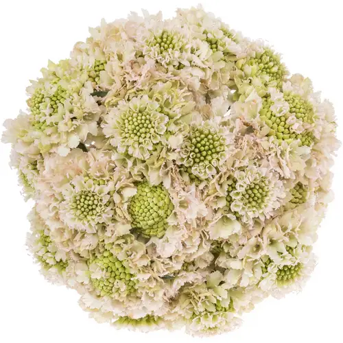 Scabiosa hell rosa Vanilla Bon Scoop 70cm