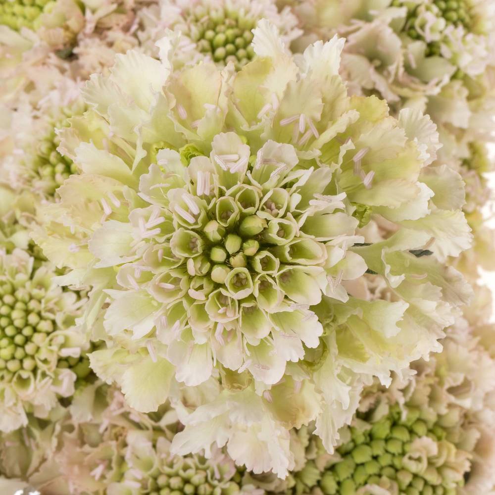 Scabiosa hell rosa Vanilla Bon Scoop 70cm