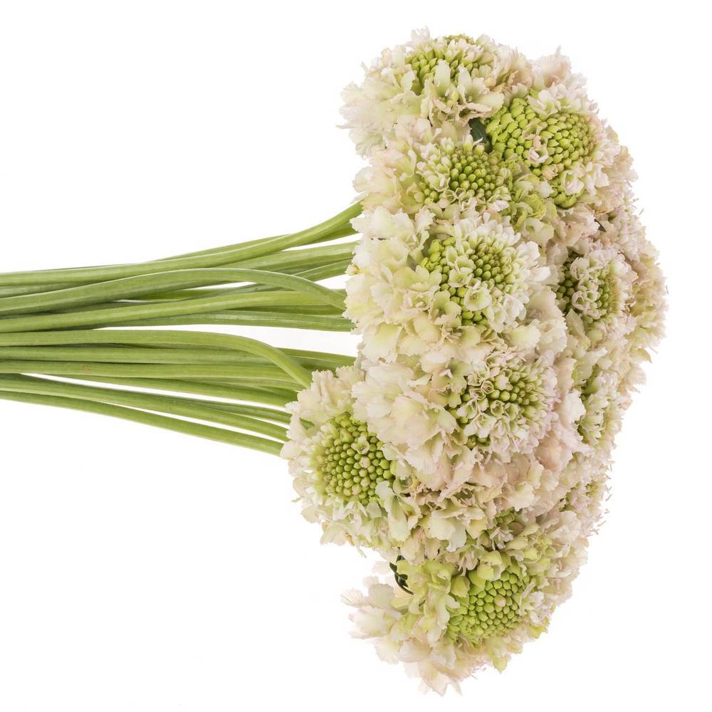 Scabiosa hell rosa Vanilla Bon Scoop 70cm