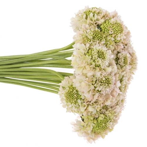 Scabiosa hell rosa Vanilla Bon Scoop 70cm