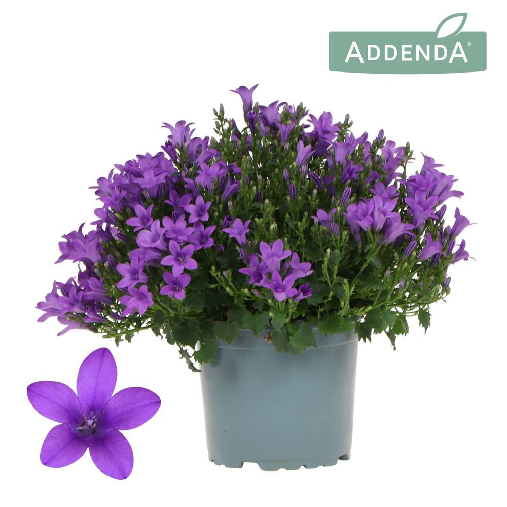 Campanula lila Ambella Intense T12 H025