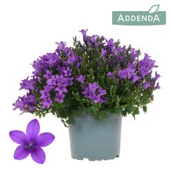 Campanula lila Ambella Intense T12 H025