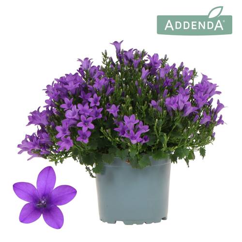 Campanula lila Ambella Intense T12 H025