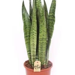 Sanseveria Zeylanic T21 H080