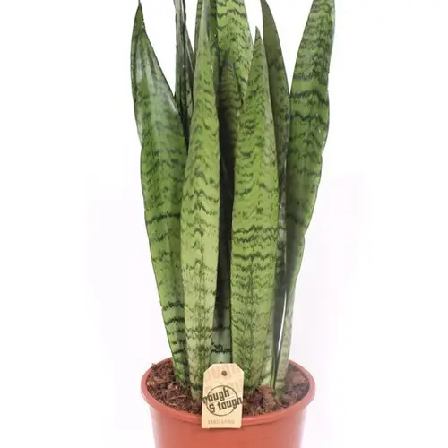 Sanseveria Zeylanic T21 H080
