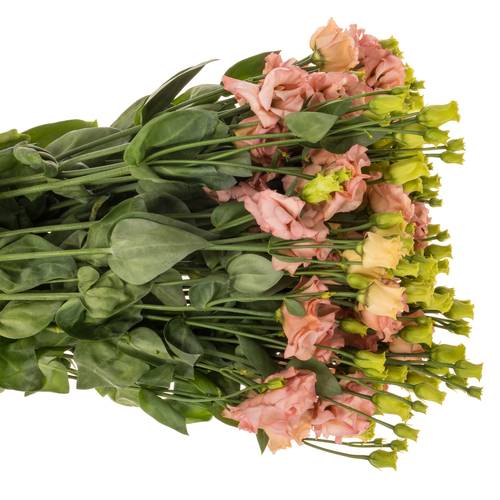 Lisianthus orange Sabrina Waalzicht