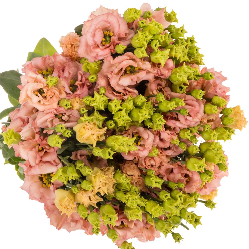 Lisianthus orange Sabrina Waalzicht