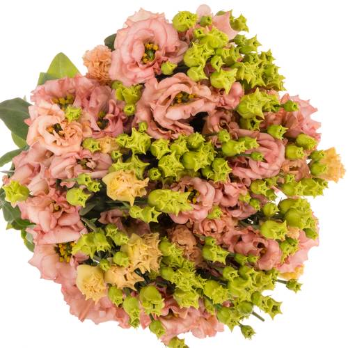 Lisianthus orange Sabrina Waalzicht
