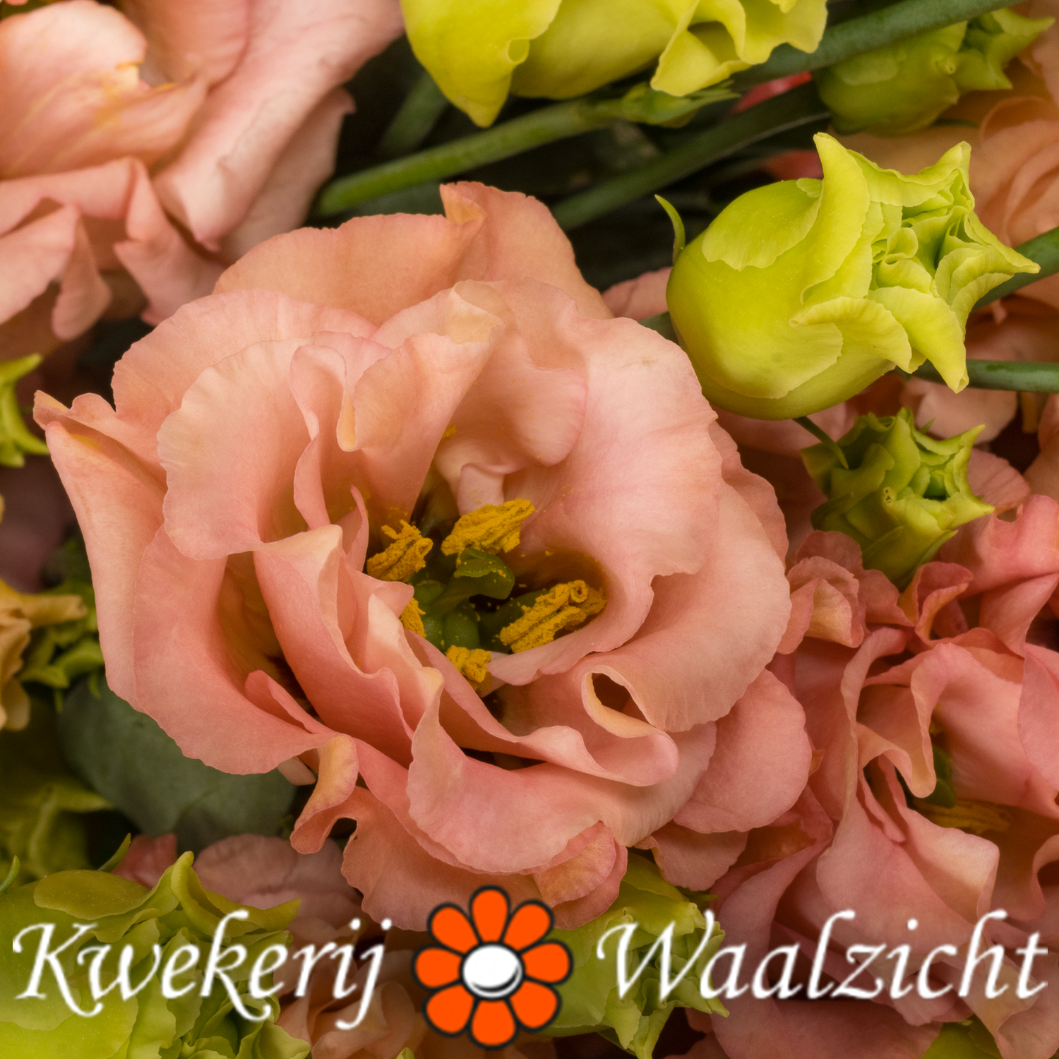 Lisianthus orange Sabrina Waalzicht