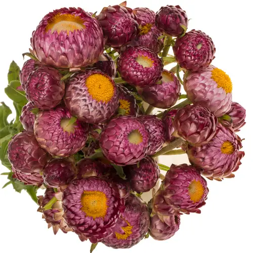 Helicrysum lila 55cm