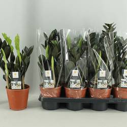 Zamioculcas Raven 4+ T14 H045
