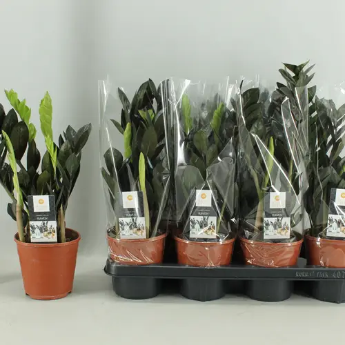 Zamioculcas Raven 4+ T14 H045
