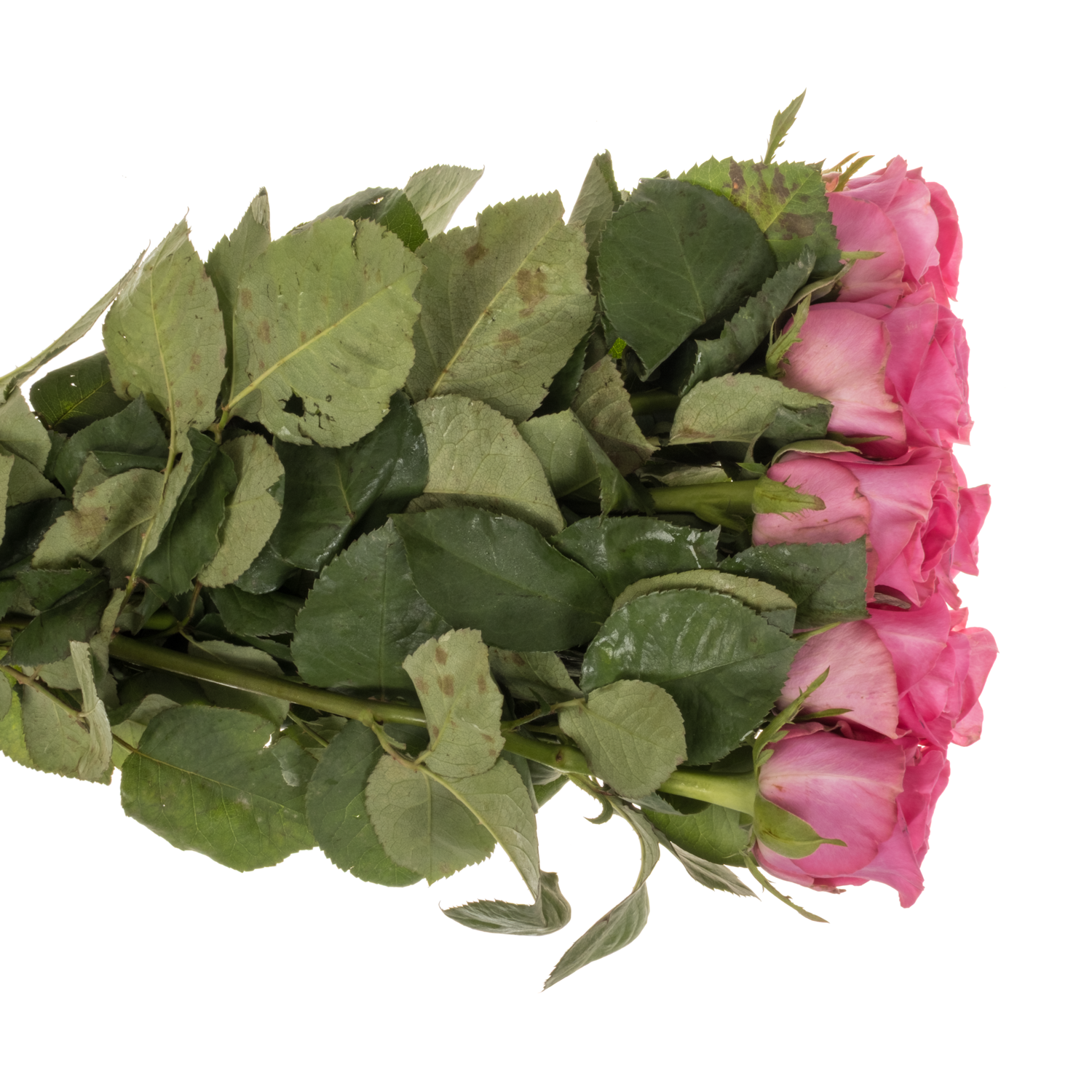 Rose rosa Eye Candy 50cm