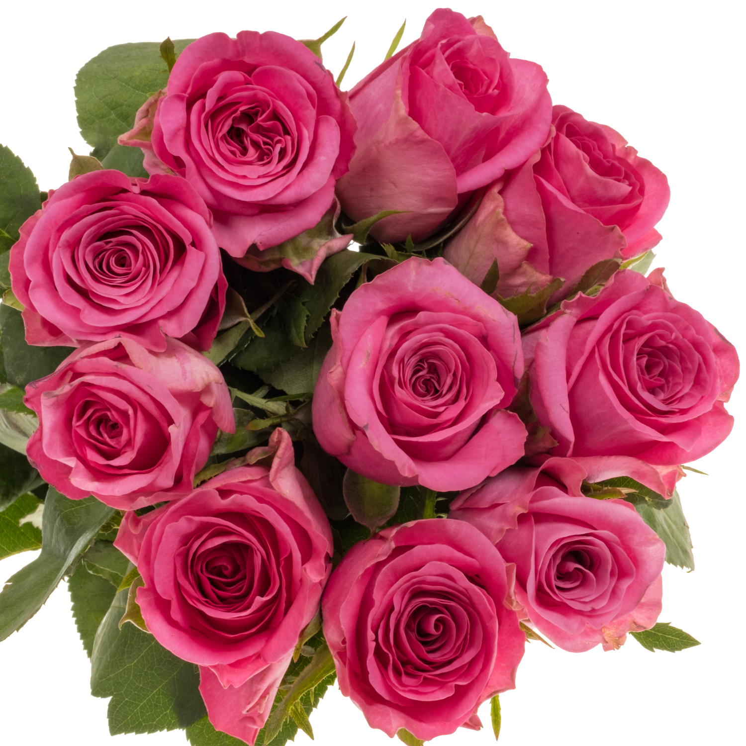 Rose rosa Eye Candy 50cm