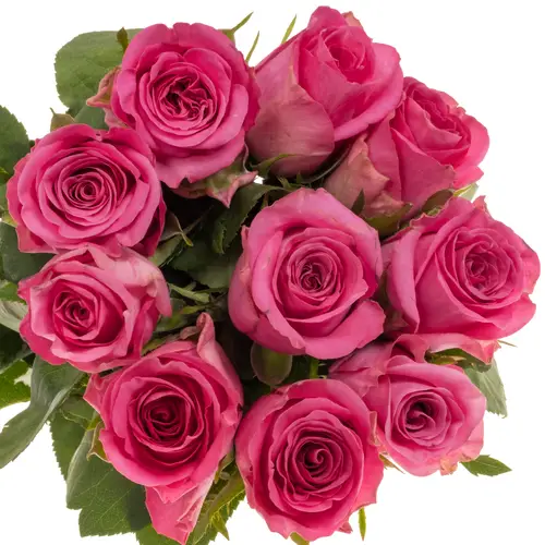 Rose rosa Eye Candy 50cm