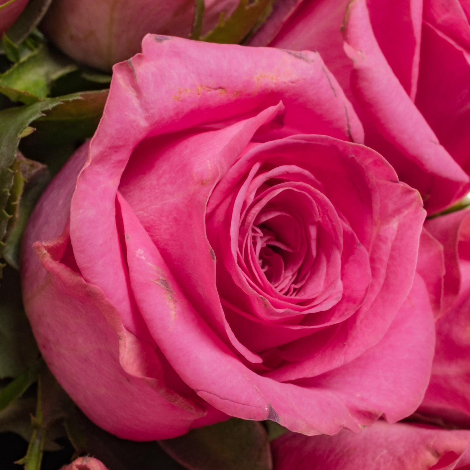 Rose rosa Eye Candy 50cm