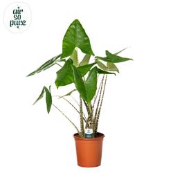 Alocasia zebrina T24 H095