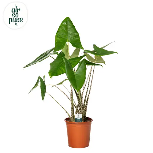 Alocasia zebrina T24 H095