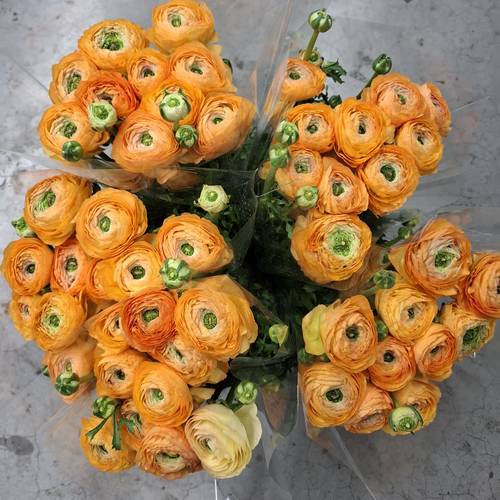 Ranunkel apricot-dunkel grün Cloni Super 40 cm