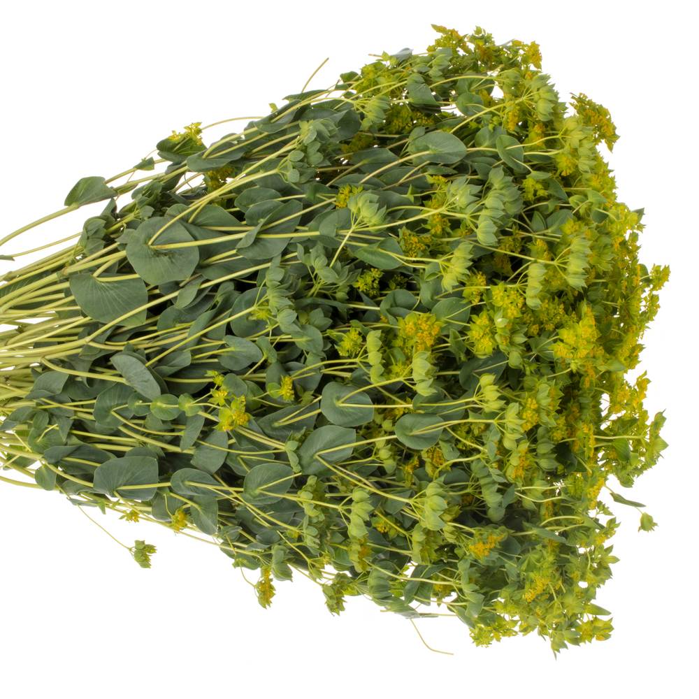 Bupleurum grün/gelb Extra 70cm
