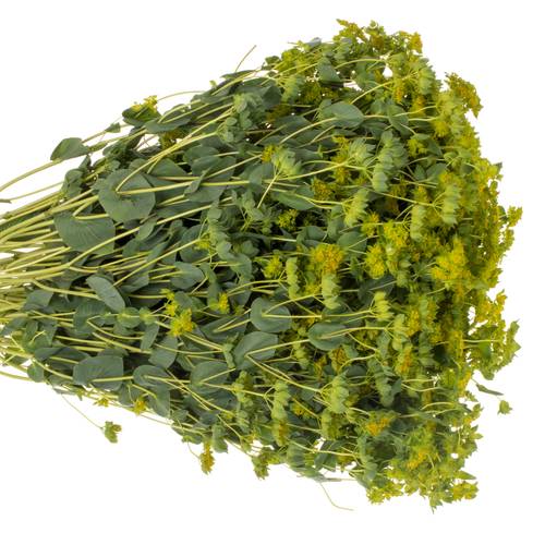 Bupleurum grün/gelb Extra 70cm