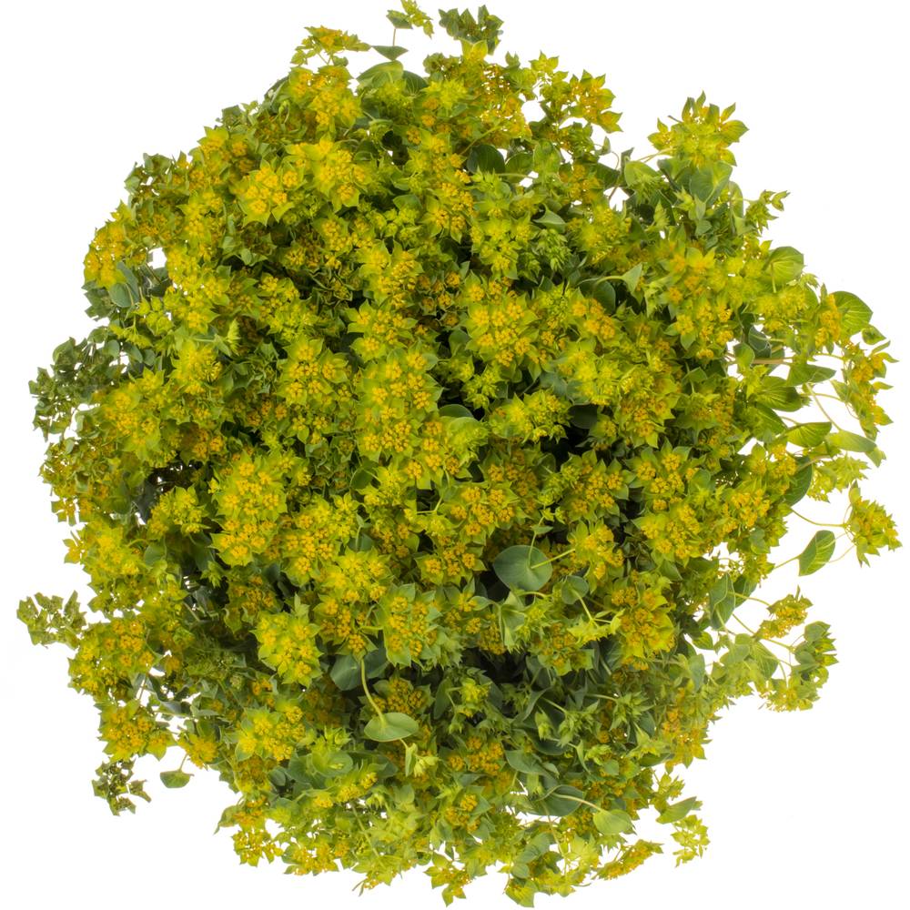 Bupleurum grün/gelb Extra 70cm