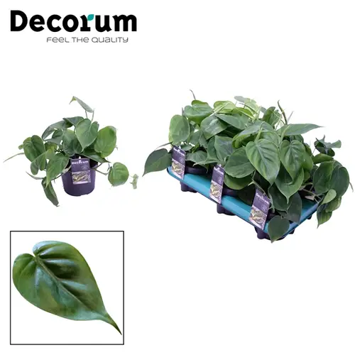 Philodendron Scandens T12 H20