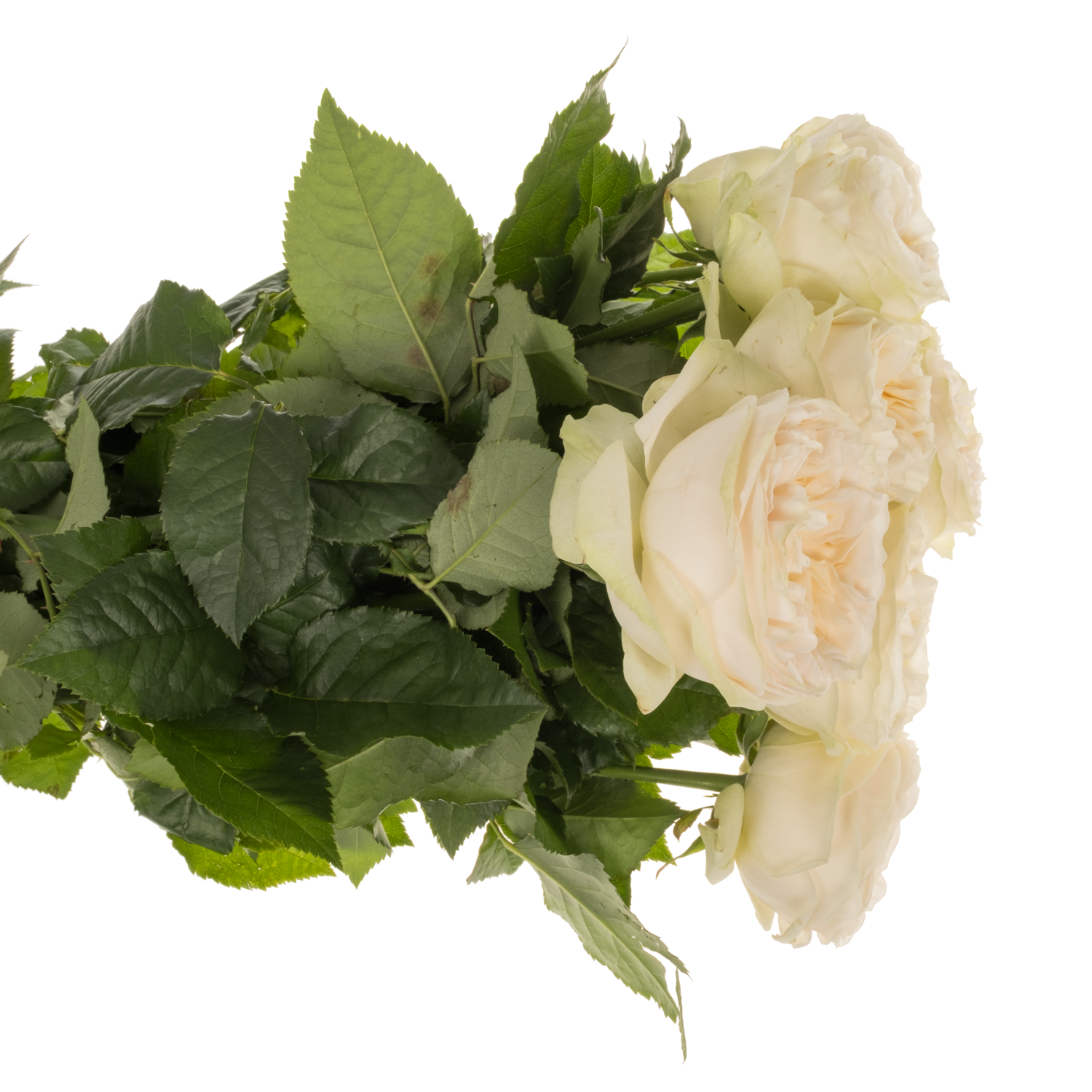 Rose creme Asha Rose gefüllt 60cm
