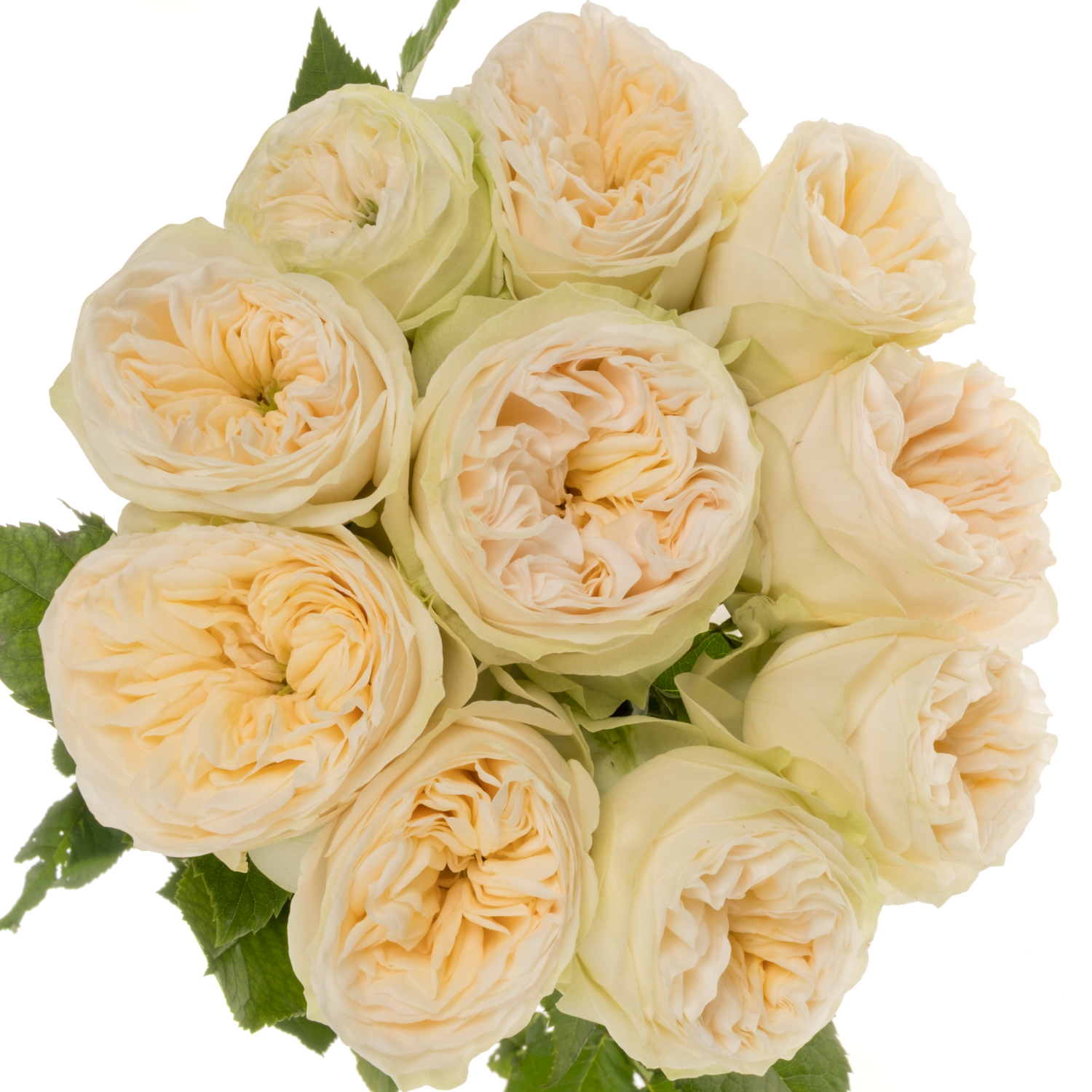 Rose creme Asha Rose gefüllt 60cm