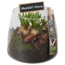 Muscari.Arr PTWMB8160 T14 H019