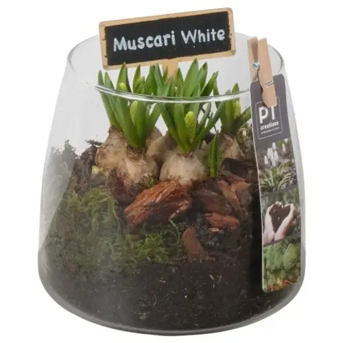 Muscari.Arr PTWMB8160 T14 H019