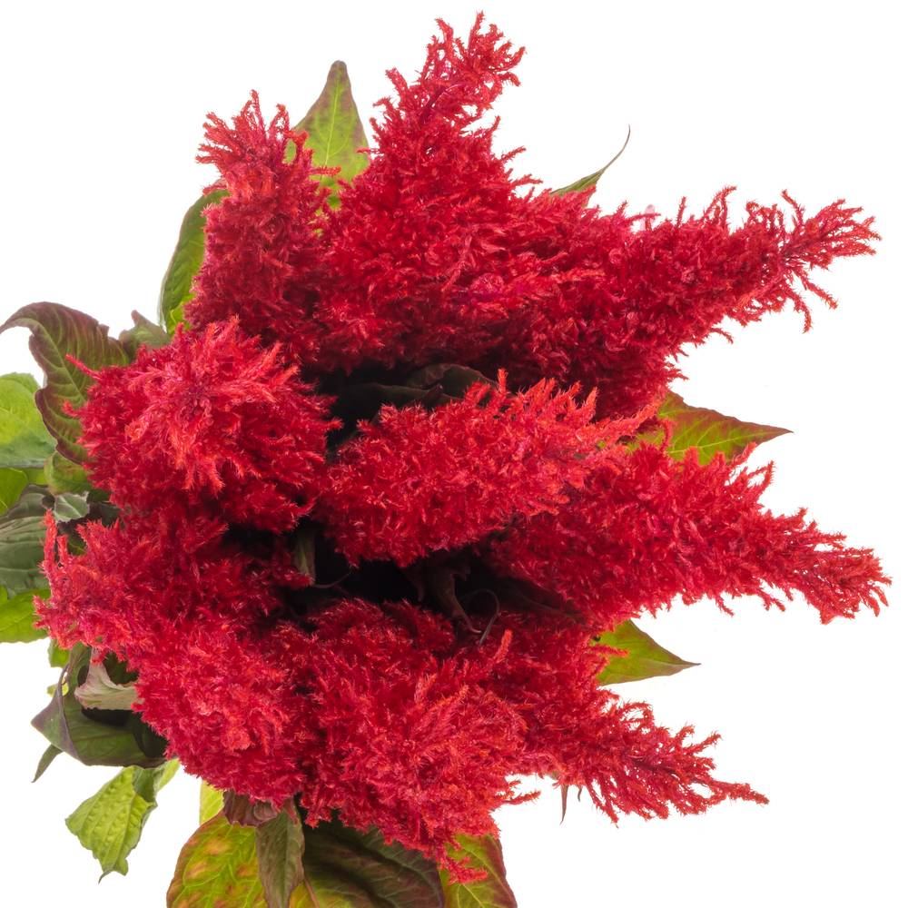 Celosia rot Fire 85cm