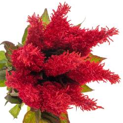 Celosia rot Fire 85cm