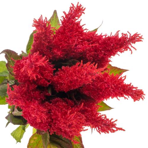 Celosia rot Fire 85cm
