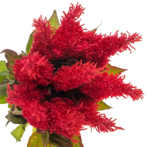 Celosia rot Fire 85cm