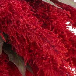 Celosia rot Fire 85cm