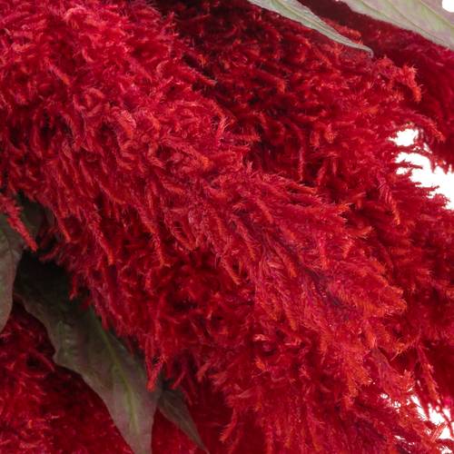 Celosia rot Fire 85cm