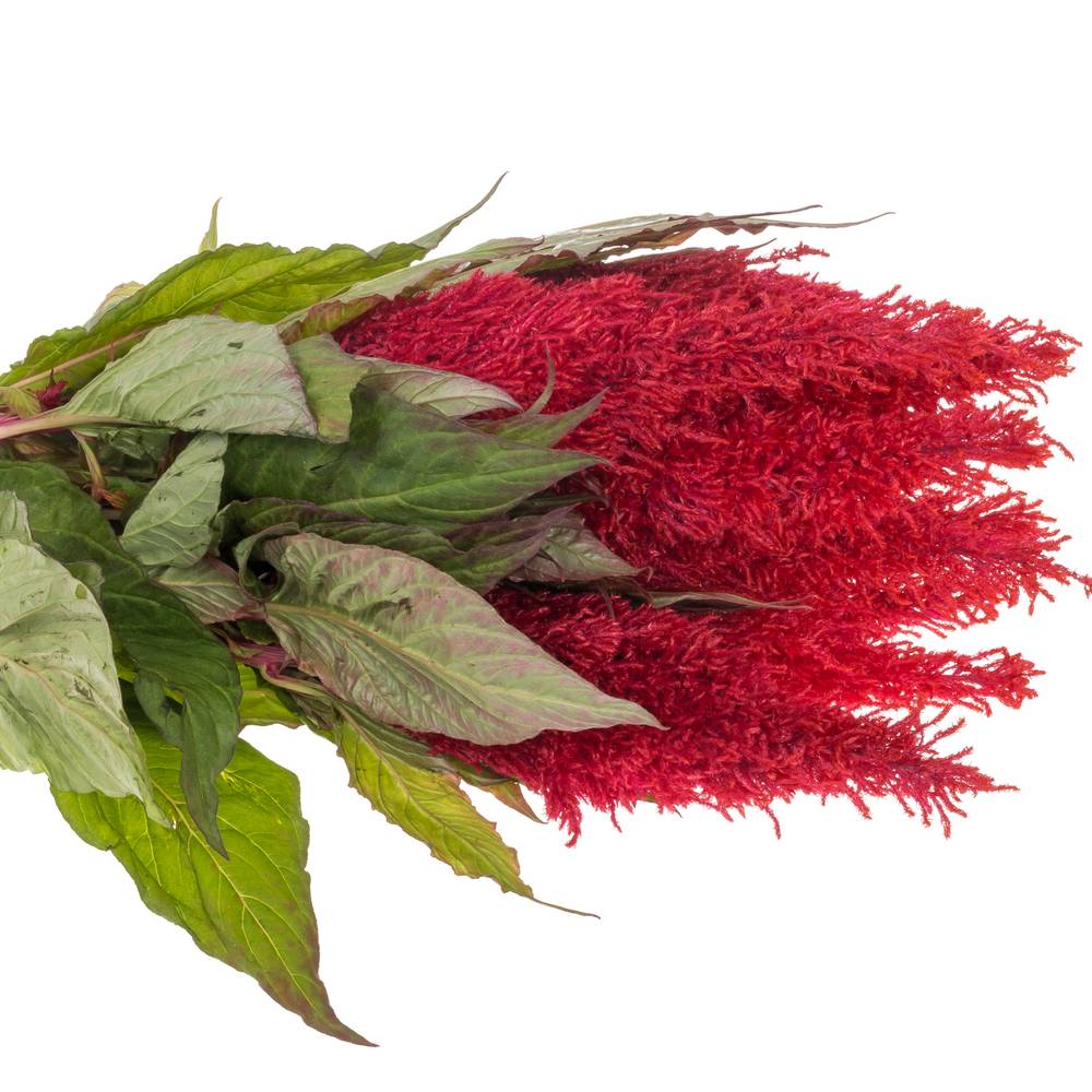 Celosia rot Fire 85cm