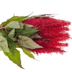 Celosia rot Fire 85cm