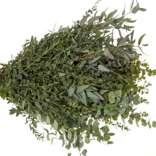 Populus mix 200Gramm 200 Gramm 60cm